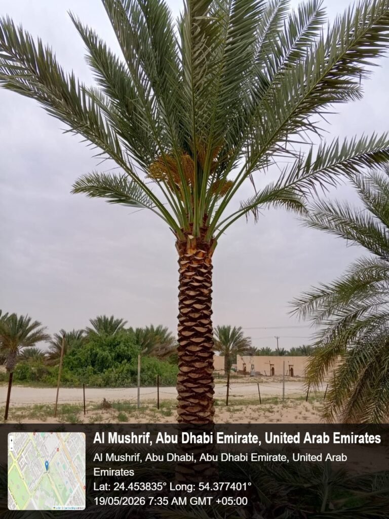 Professional cleaning of date palm tree in UAE garden landscape