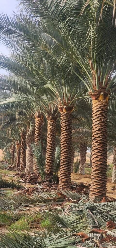 Palm trees installation and maintenance services UAE