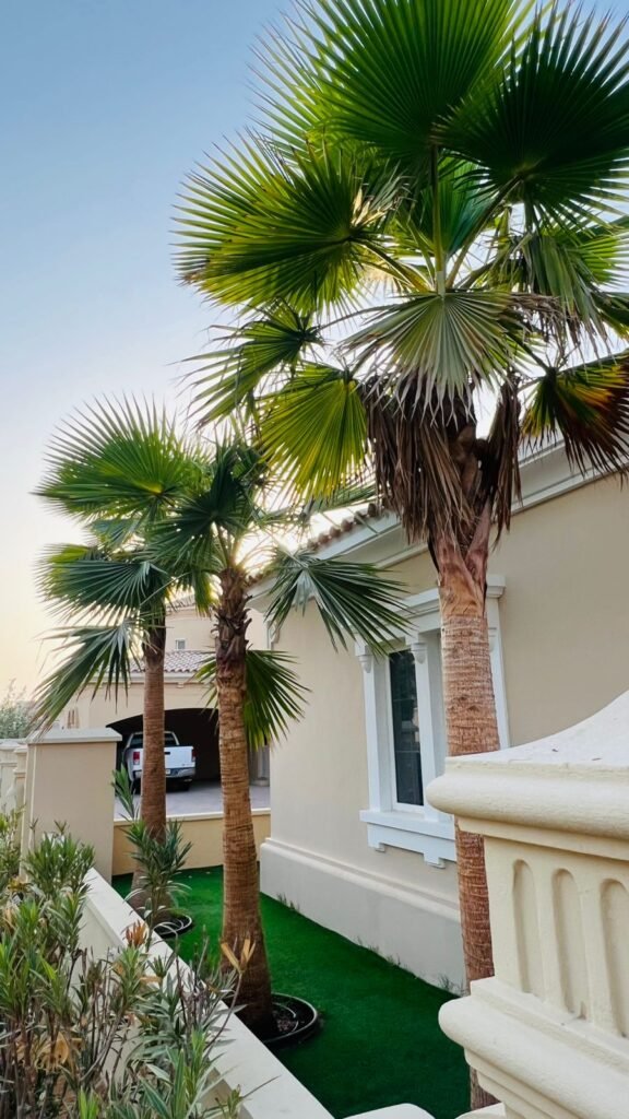 Large date palm trees installed at Ras Al Khaimah landscape project