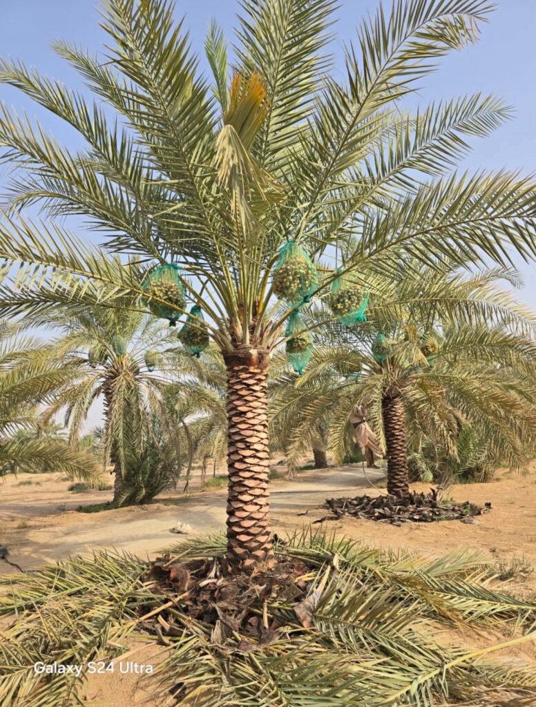 Professional buyer of date palm trees in Abu Dhabi UAE