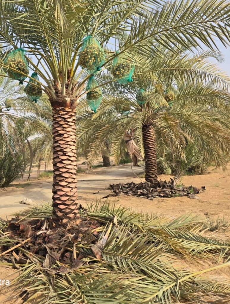 Professional buyer of date palm trees in Abu Dhabi UAE
