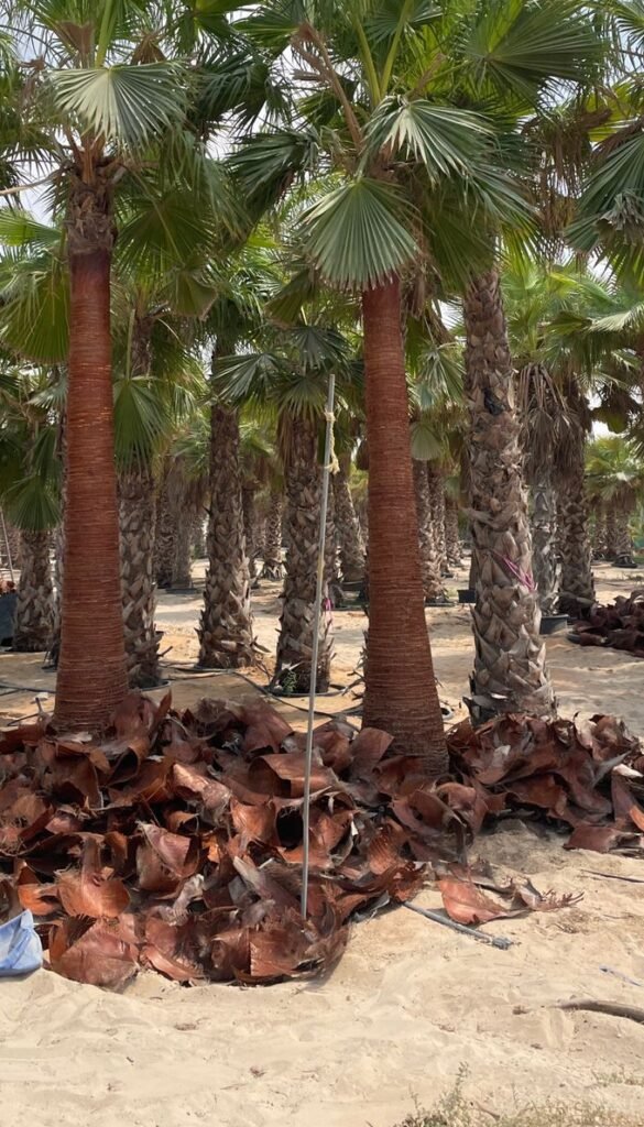 Healthy palm trees for landscaping projects in UAE
