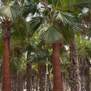 Washingtonia palms for villa landscaping