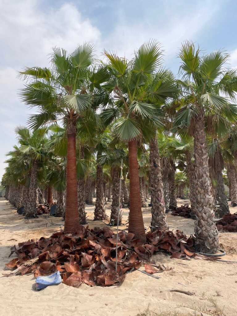 Date Palm Tree Selling and Installation in Dubai and Abu Dhabi