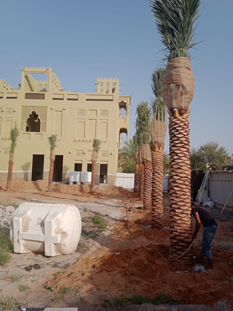 Premium date palm tree installation project in Ras Al Khaimah UAE
