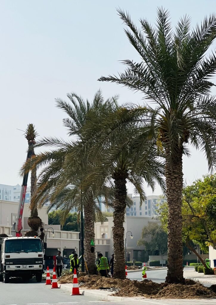 Large palm tree buyer for landscaping projects in Abu Dhabi