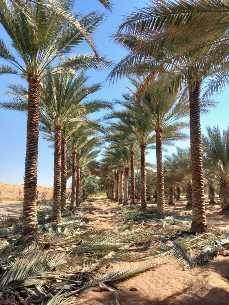 Buyer of palm trees in Abu Dhabi UAE for landscaping projects