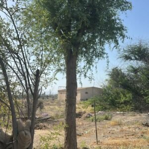 Mature Ghaf Tree for Sale UAE supplied for landscaping projects in Dubai Abu Dhabi Sharjah and across the United Arab Emirates