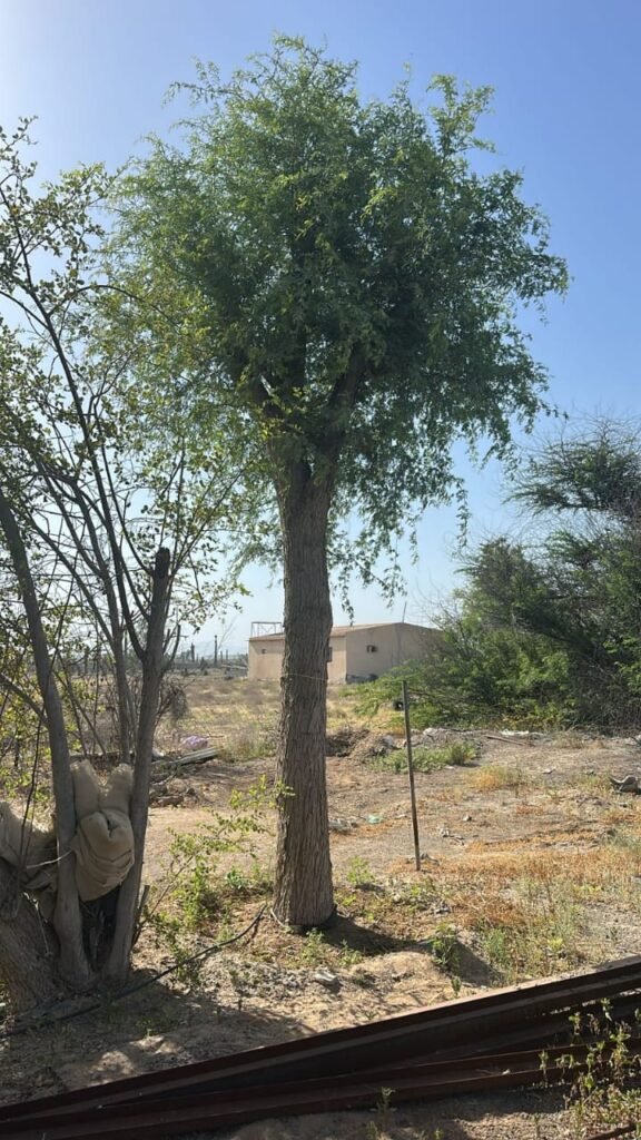 Mature Ghaf Tree for Sale UAE supplied for landscaping projects in Dubai Abu Dhabi Sharjah and across the United Arab Emirates