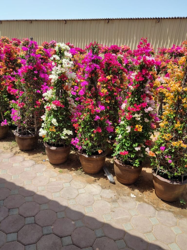 Bougainvillea Pyramid Plant UAE with vibrant multi color flowers