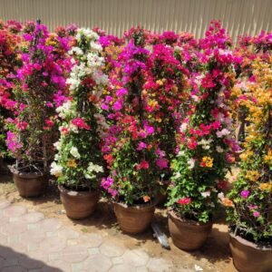 Bougainvillea Pyramid Plant UAE with vibrant multi color flowers