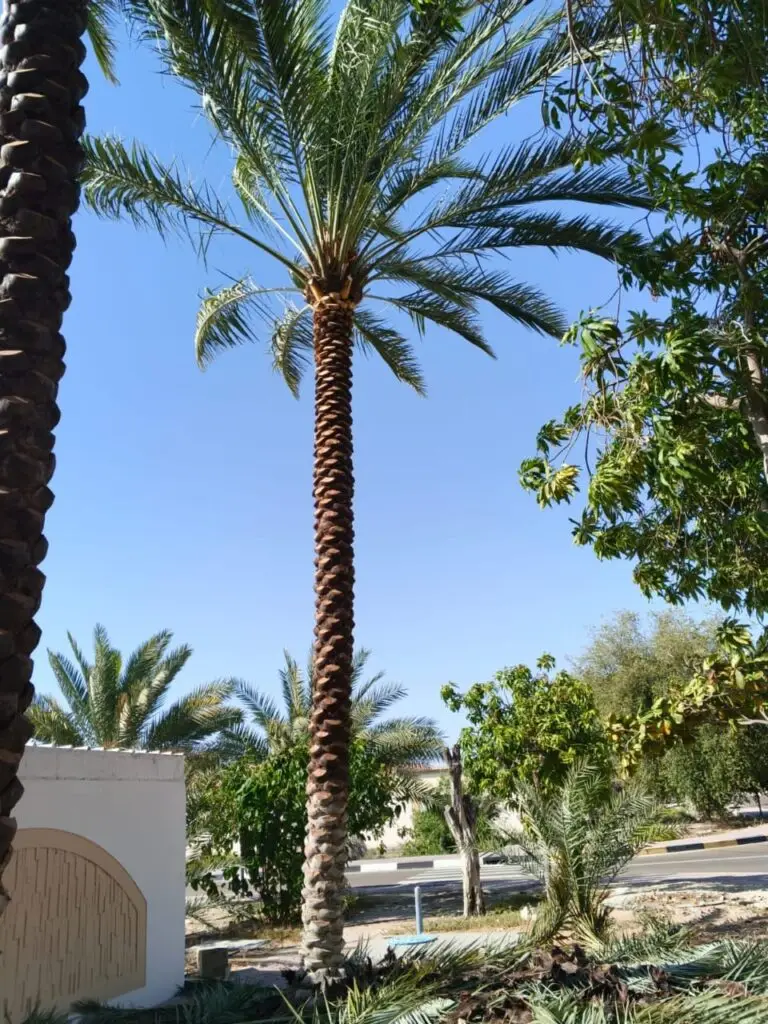Date Palm Tree in UAE landscape with healthy green fronds and mature trunk