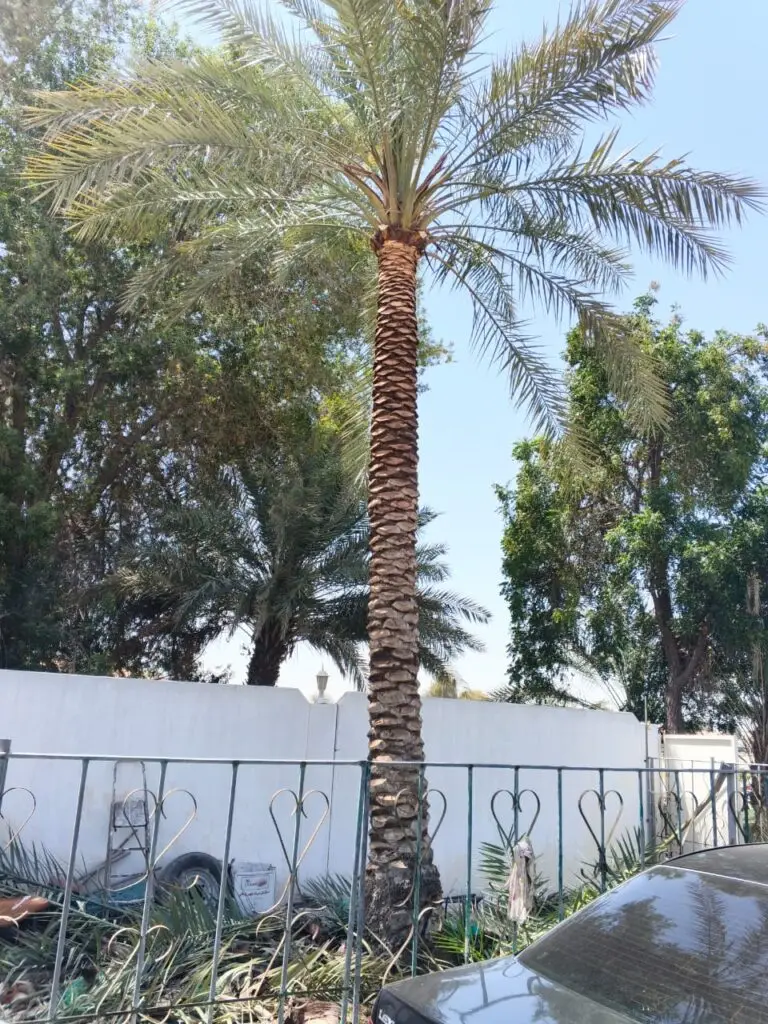 Mature Date Palm Tree in UAE villa landscape