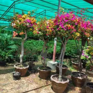 Multi Colored Bougainvillea Plant UAE with vibrant flowering blooms for gardens and landscaping