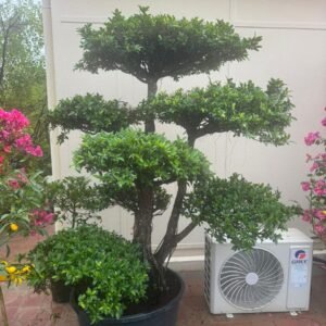 Ficus Bonsai UAE decorative indoor bonsai tree for homes and offices