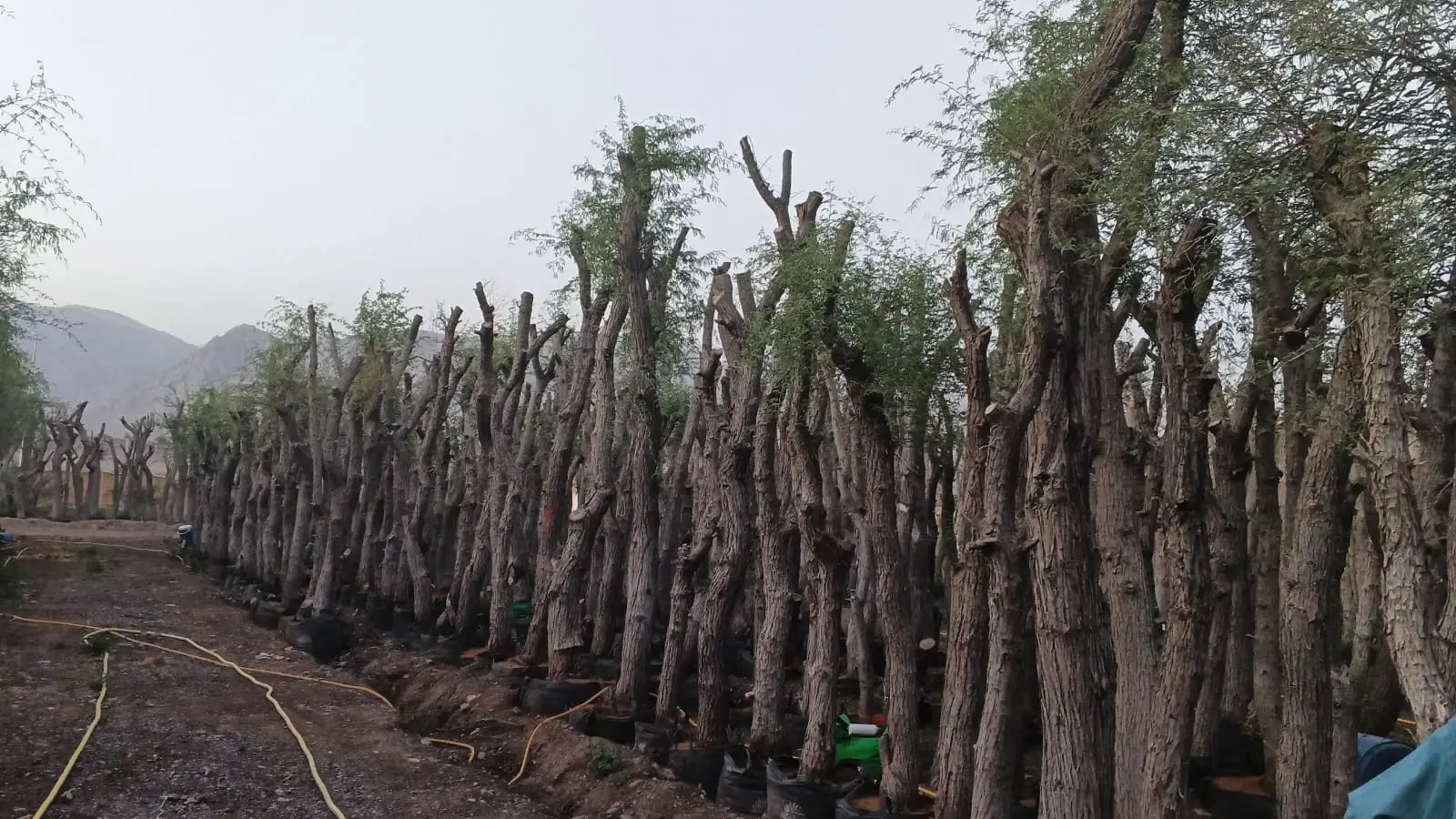 Large Ghaf Tree UAE providing shade in a landscaped area