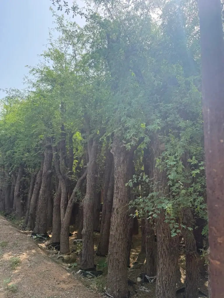 Ghaf Tree UAE planted in a landscaped garden with healthy green foliage