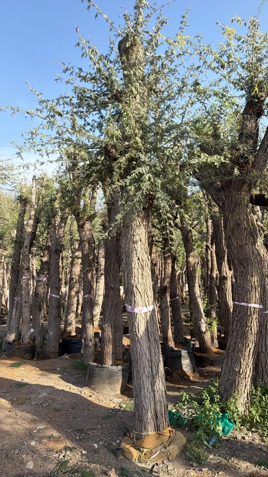 Desert-friendly Ghaf Tree UAE with dense green canopy