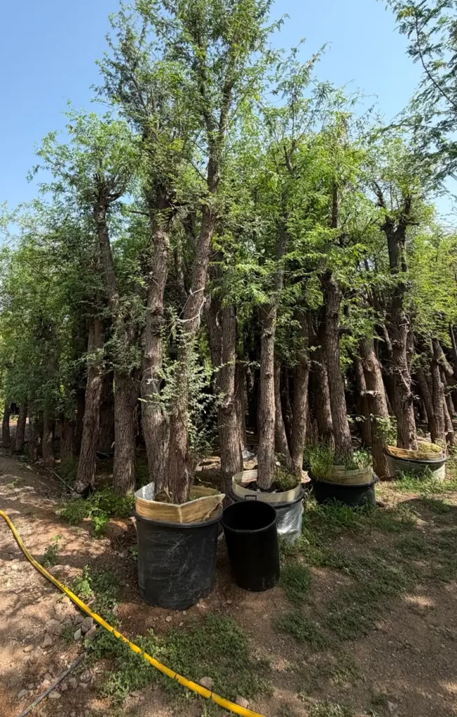 Healthy Ghaf Tree UAE for residential and commercial landscaping