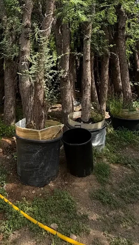 Healthy Ghaf Tree UAE for residential and commercial landscaping