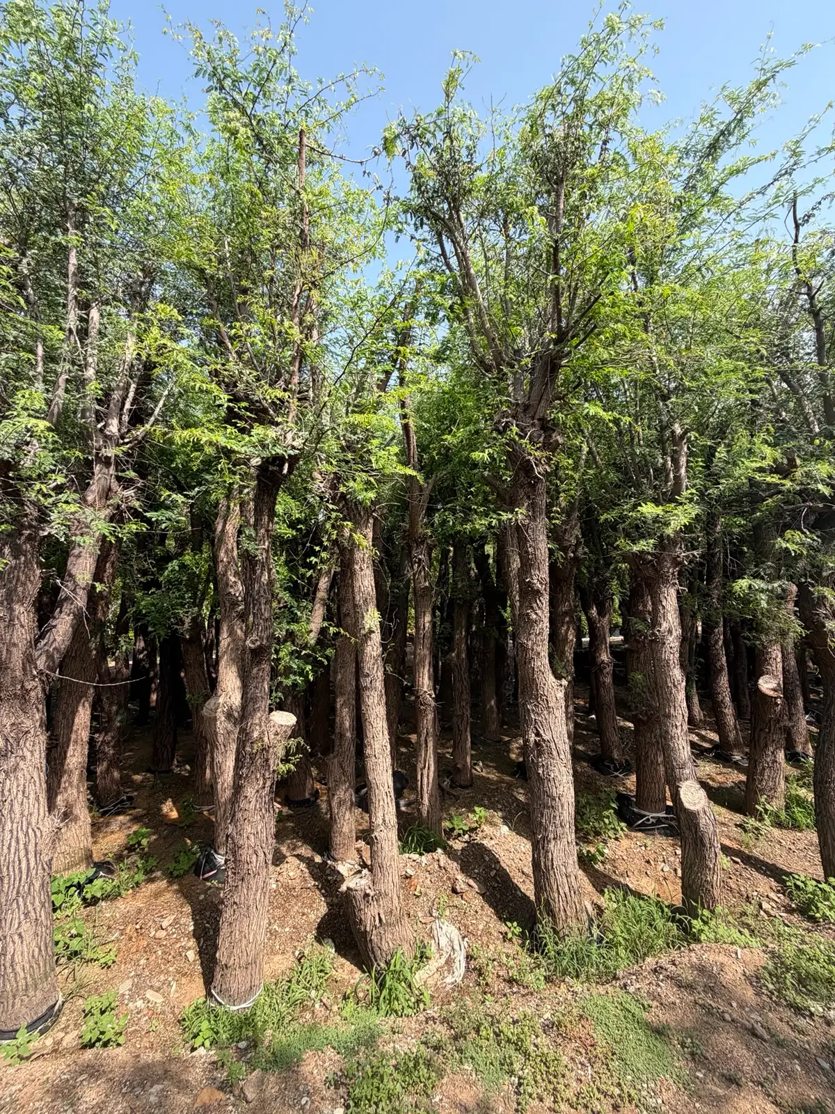 Alt Text: Mature Ghaf Tree UAE growing in a residential landscape