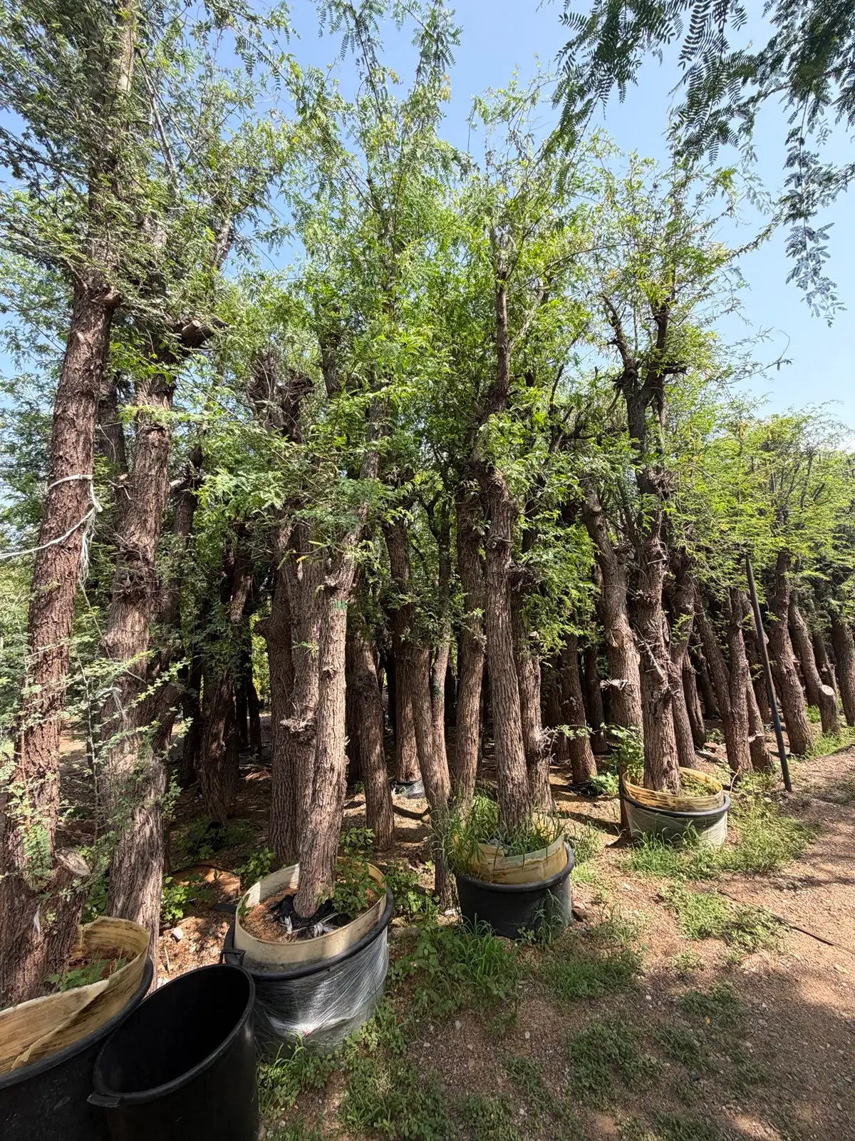 Premium Ghaf Tree UAE growing in a luxury villa garden