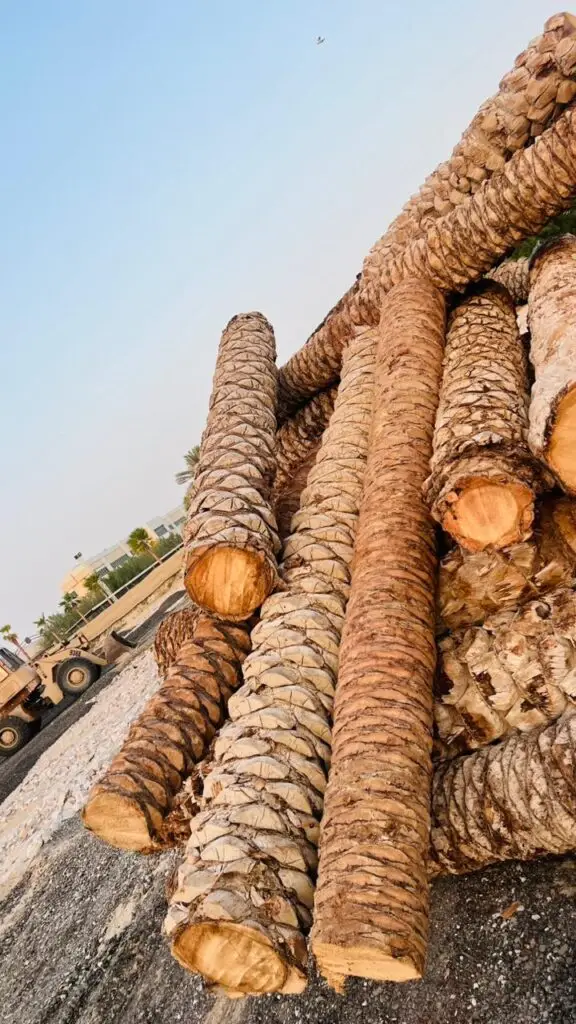 Natural Palm Trunk Wood UAE with Unique Grain Pattern
