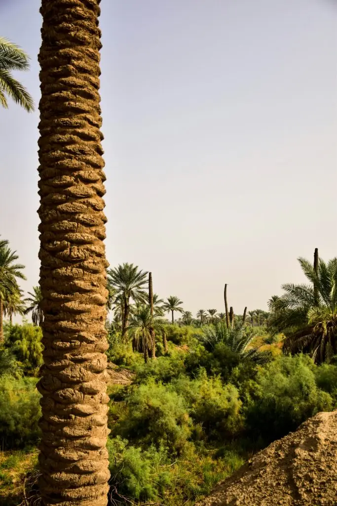 Reclaimed Date Palm Wood UAE for Sustainable Design Projects