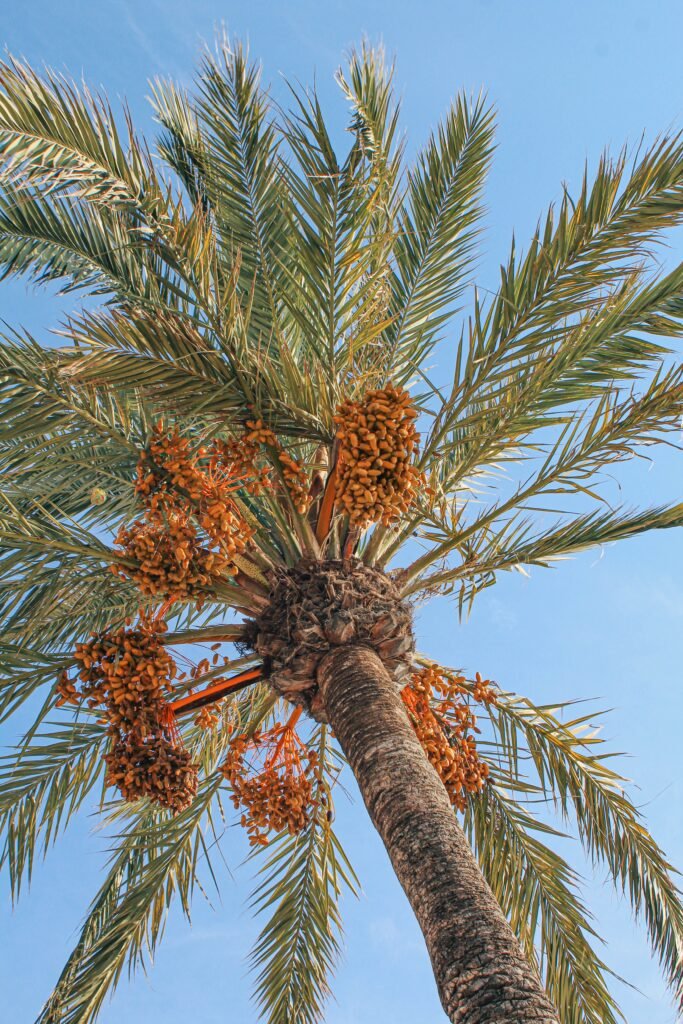 Tall date palm tree installation project in Abu Dhabi UAE