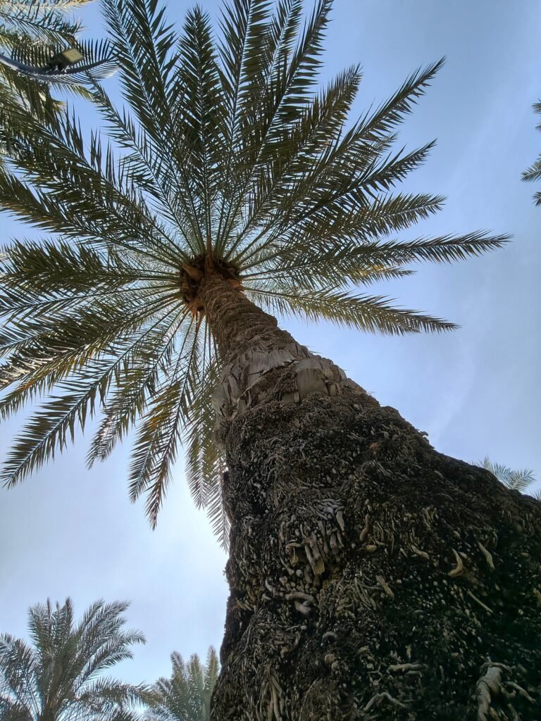 Premium date palm trees lined along a commercial property in UAE