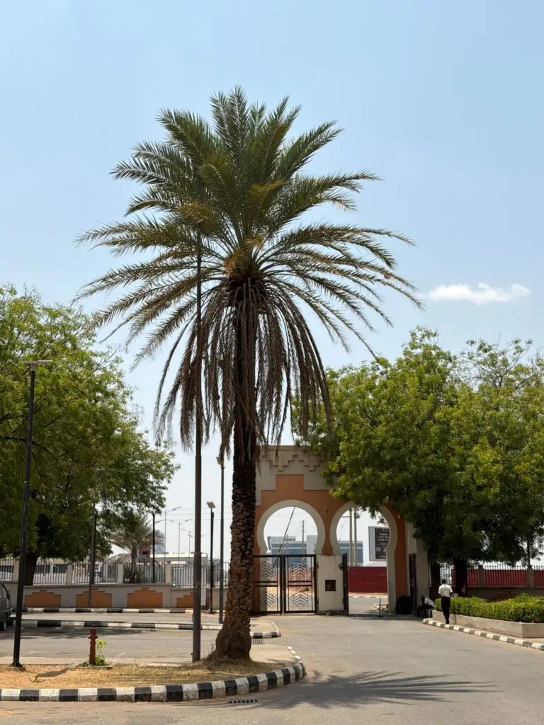 Luxury villa landscape with premium date palm trees UAE