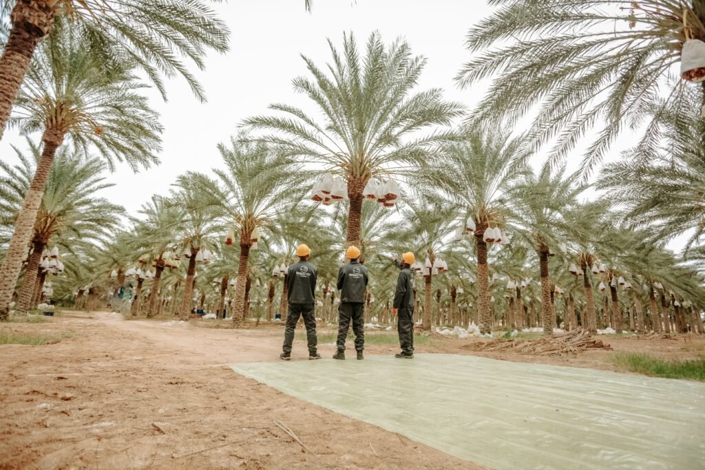 Healthy date palm tree growing in landscape garden UAE