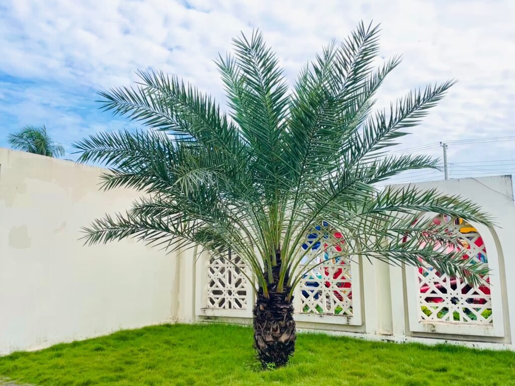 Premium Date Palm Tree in Dubai garden landscape with lush green leaves