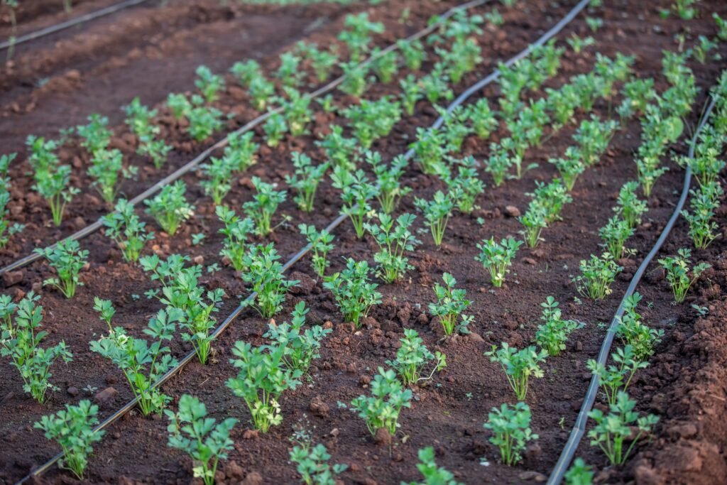 Lawn drip irrigation system installed in a UAE villa garden