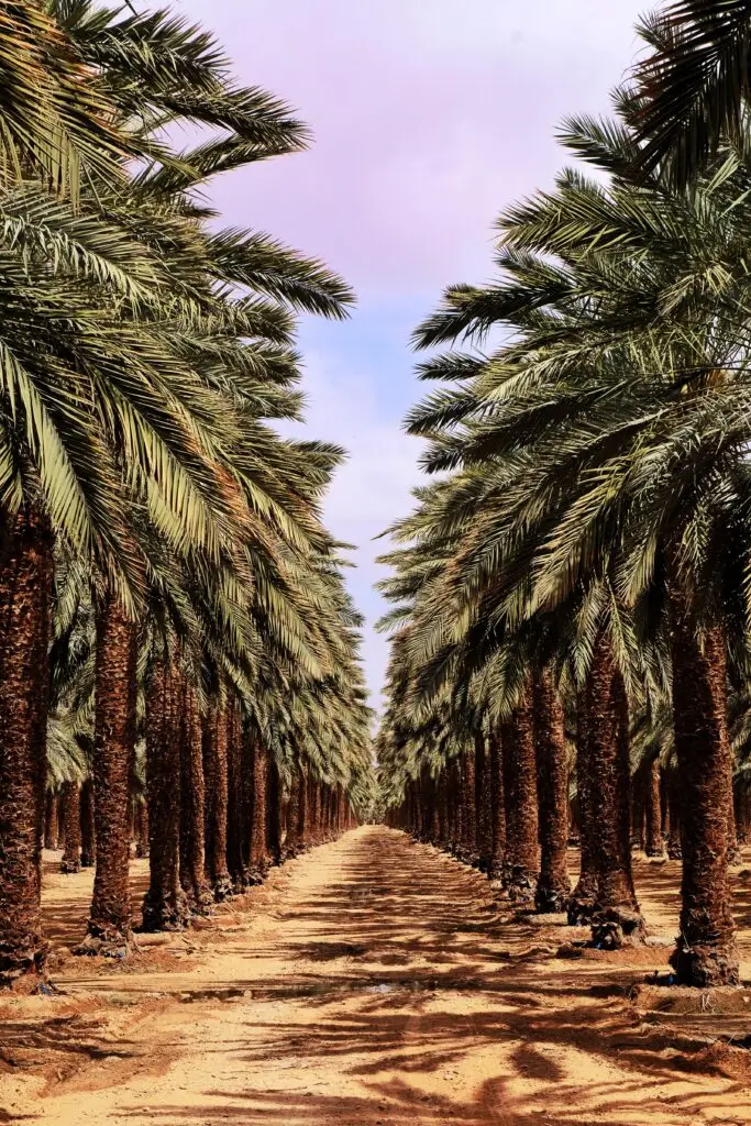 Premium Date Palm Tree for Sale in UAE with healthy roots and lush green fronds