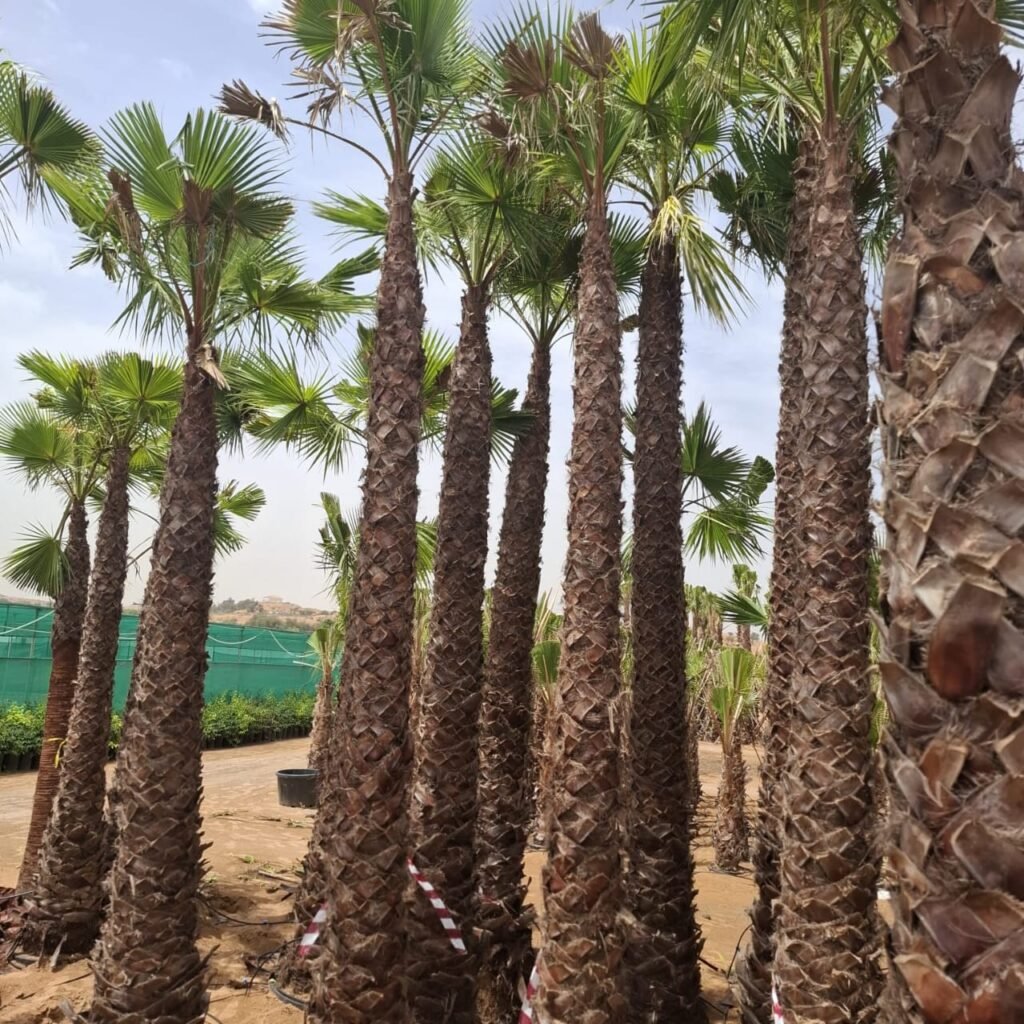Mature Washingtonia Palm with fan-shaped leaves in a UAE garden