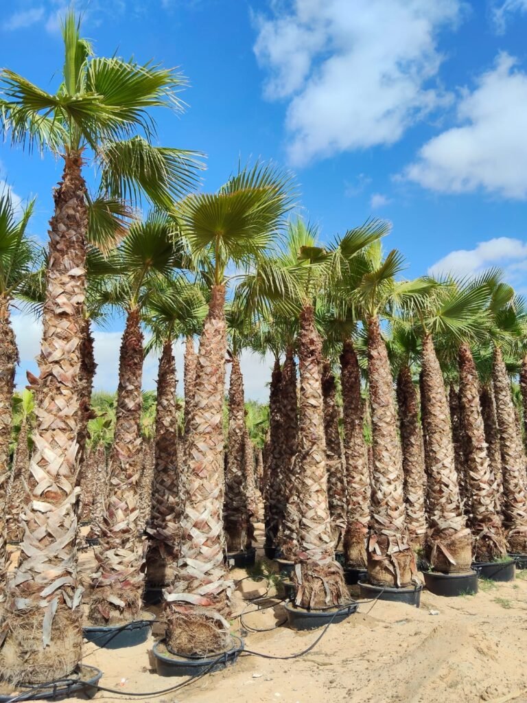 Washingtonia Palm tree installed in a luxury villa garden in Dubai, UAE