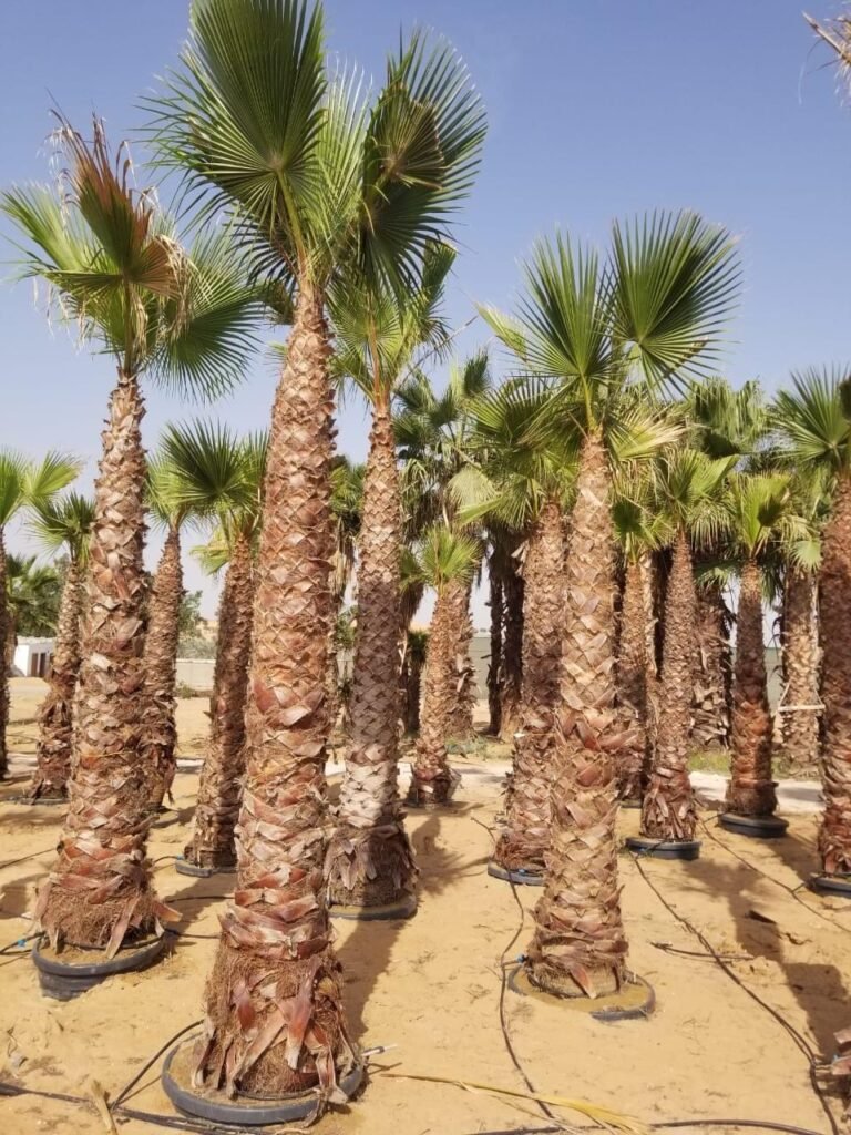 Professional Washingtonia Palm installation using a crane in UAE