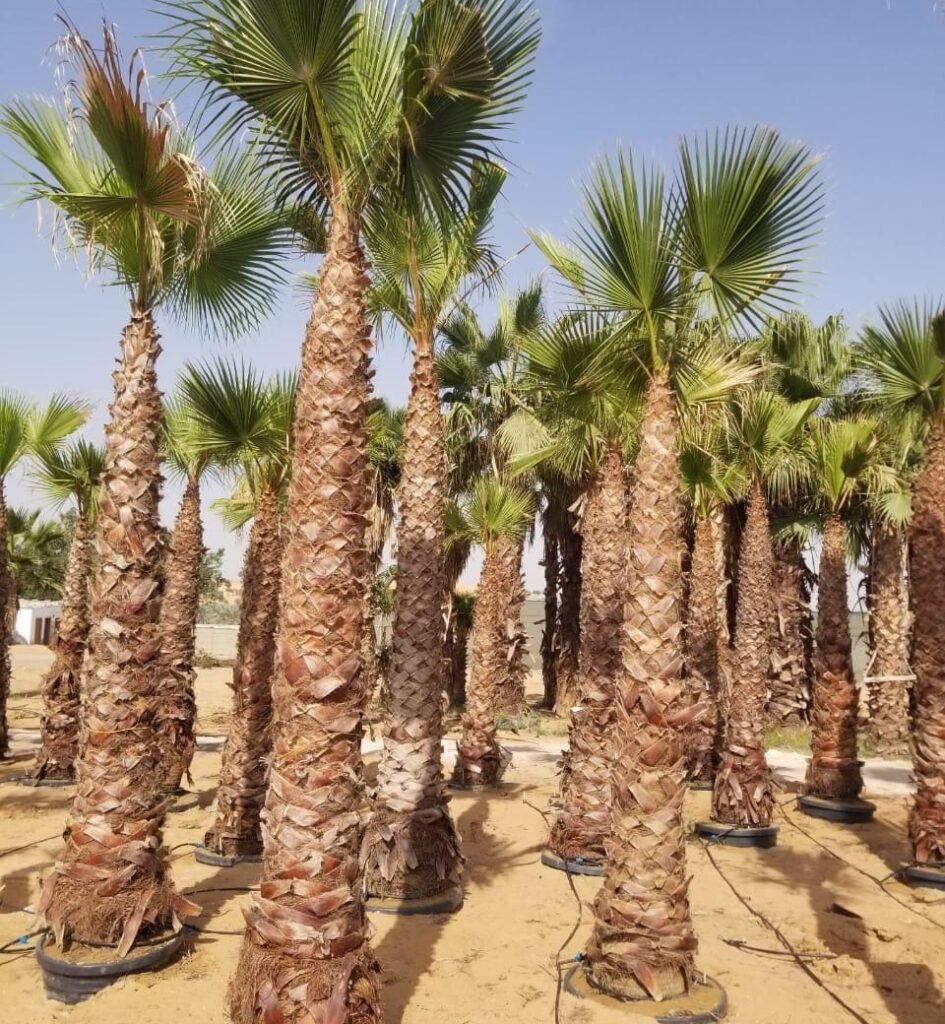 Professional Washingtonia Palm installation using a crane in UAE