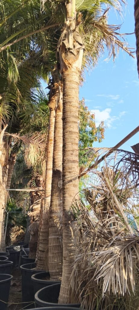 Healthy Coco Nucifera Palm Tree in UAE
