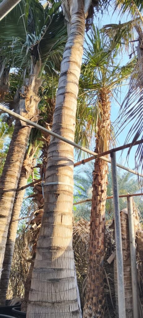 Premium Coconut Trees for Sale in UAE