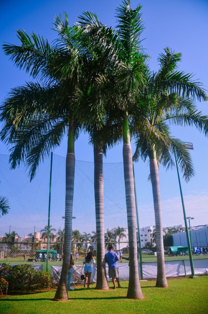 ALT Text Royal Palm Trees in UAE planted in a luxury residential landscape