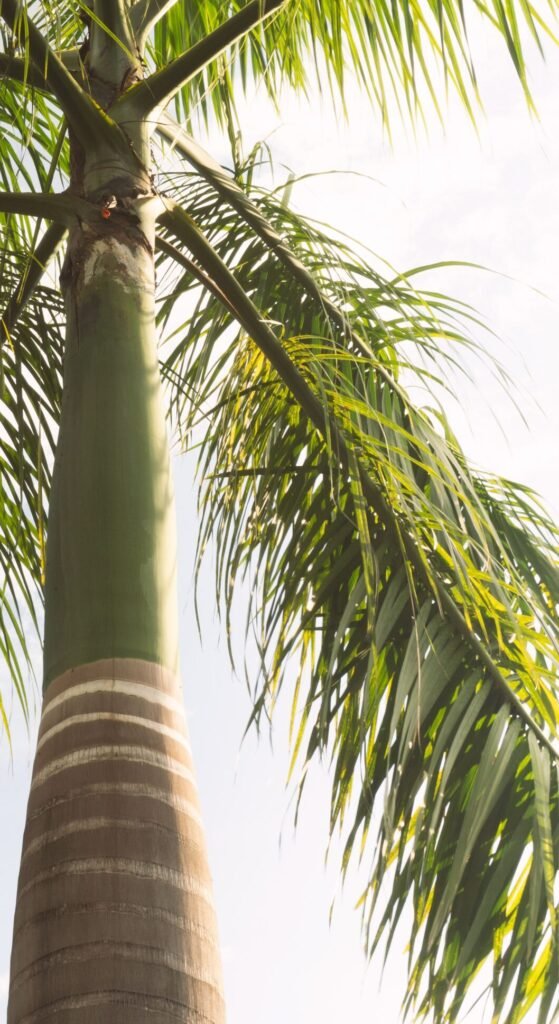 Royal Palm Tree UAE ready for professional installation