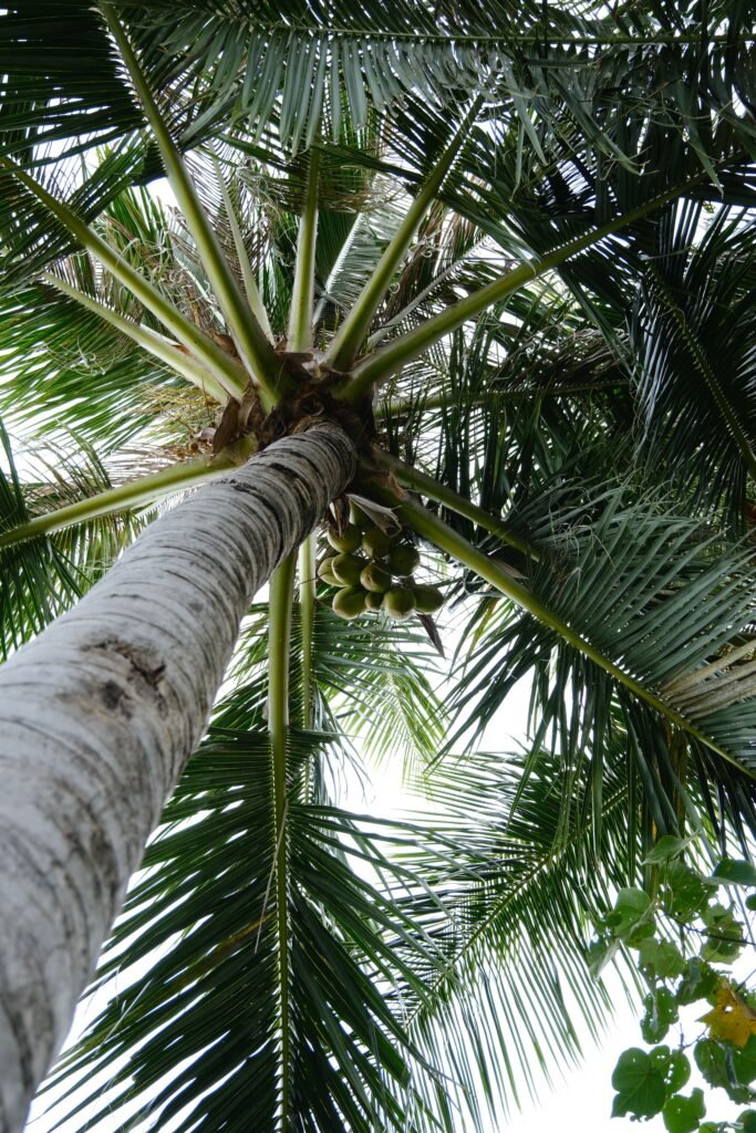 1 Year Coconut Tree for Sale in UAE
