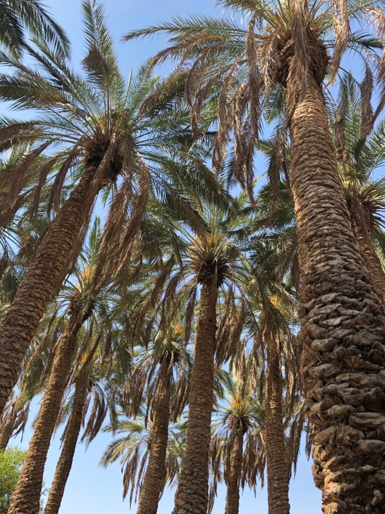 Phoenix Dactylifera Dubai in a landscaped garden
