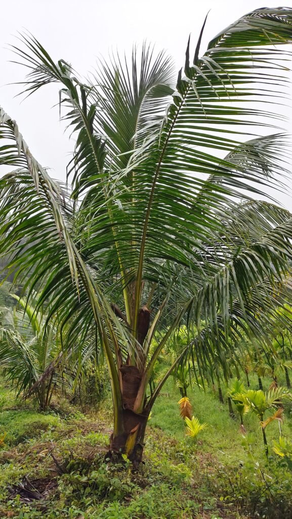 Indoor Coconut Palm for Modern Homes