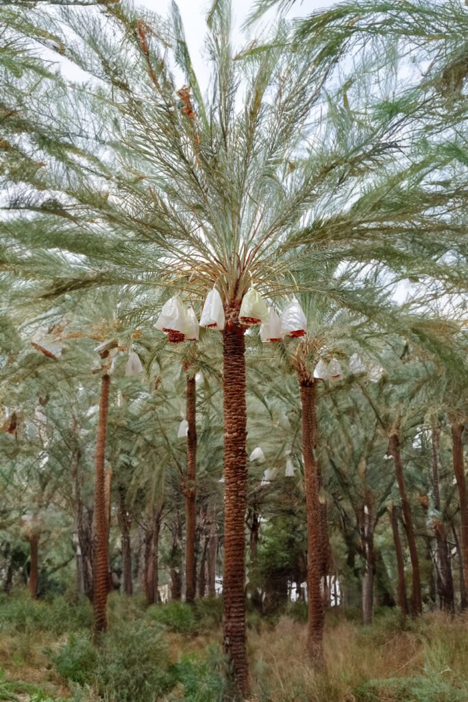 Phoenix Date Palm Dubai installed by PalmScape UAE