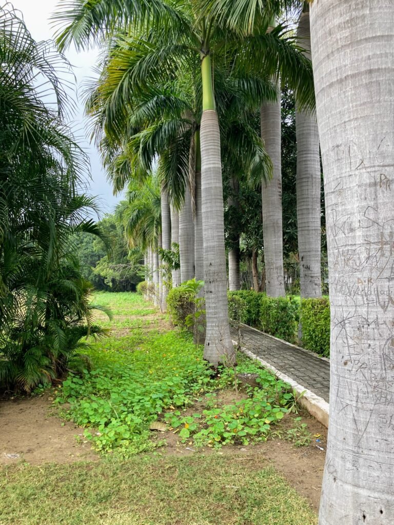 Premium Royal Palm Trees for Sale in UAE