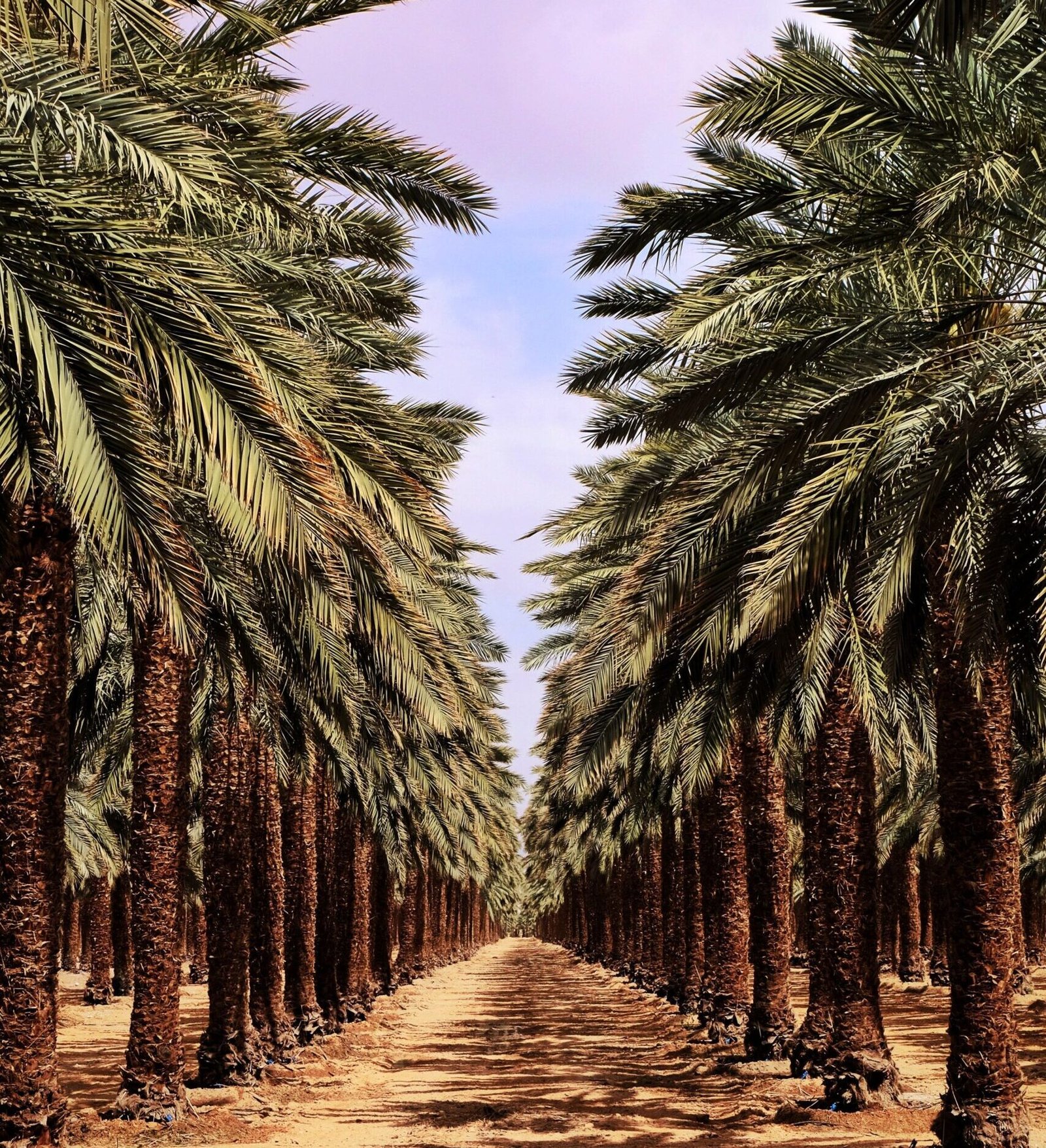 Palm Trees Supplier UAE