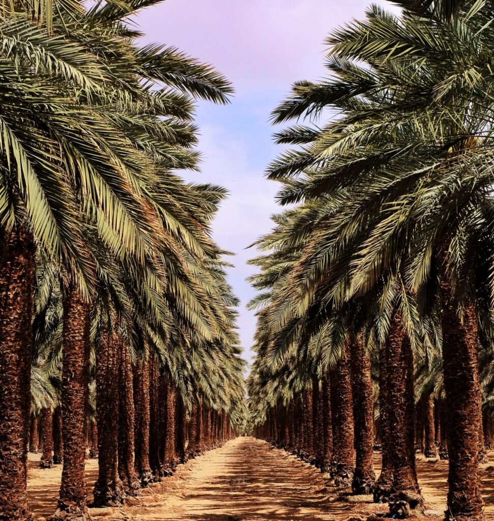 Tall Date Palm in a luxury landscape
